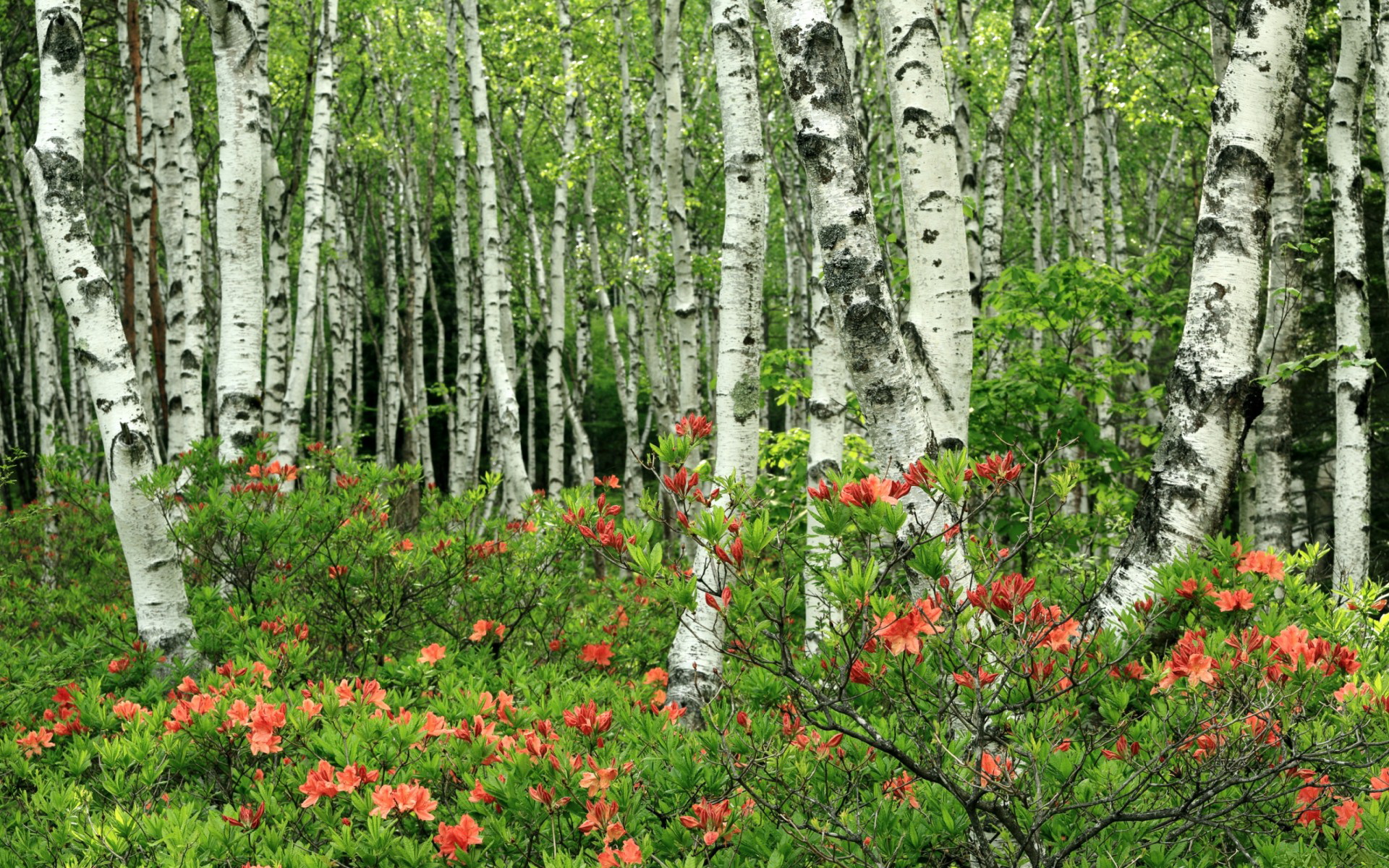 山地露营和野外运动节，感受大自然的奥秘，山地露营地怎么选